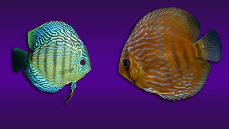 Discus Balığı