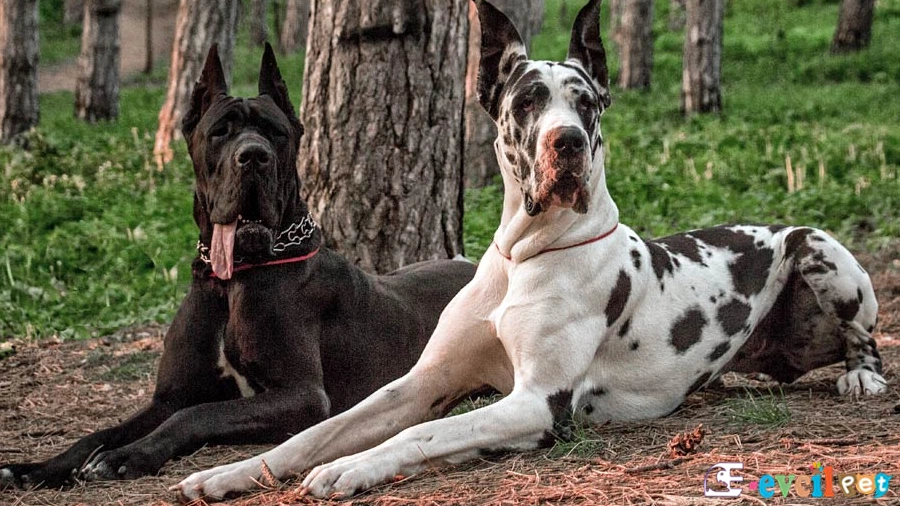 Great Dane Danua Fiziksel Özellikleri