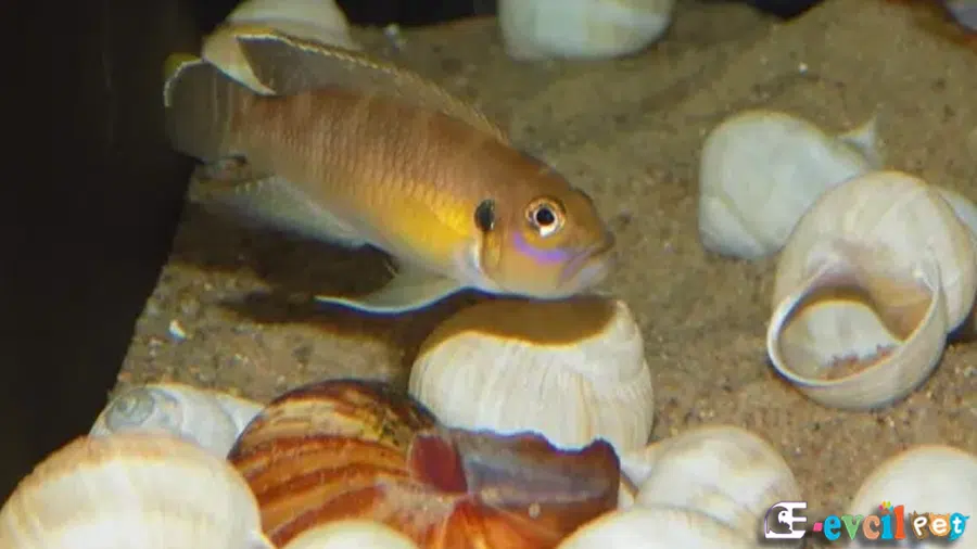Salyangoz Cichlidi (Nelamprologus brevis) Kabuklarla