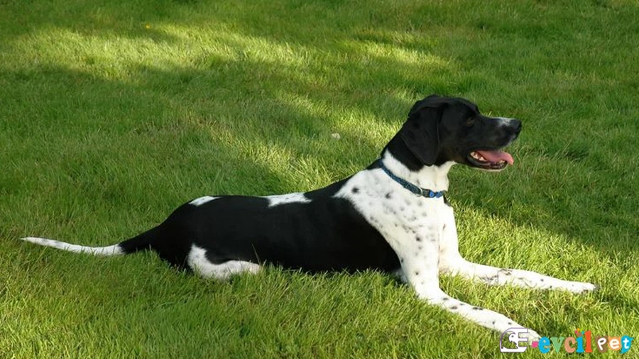 English Pointer English Pointer Karakter Özellikleri