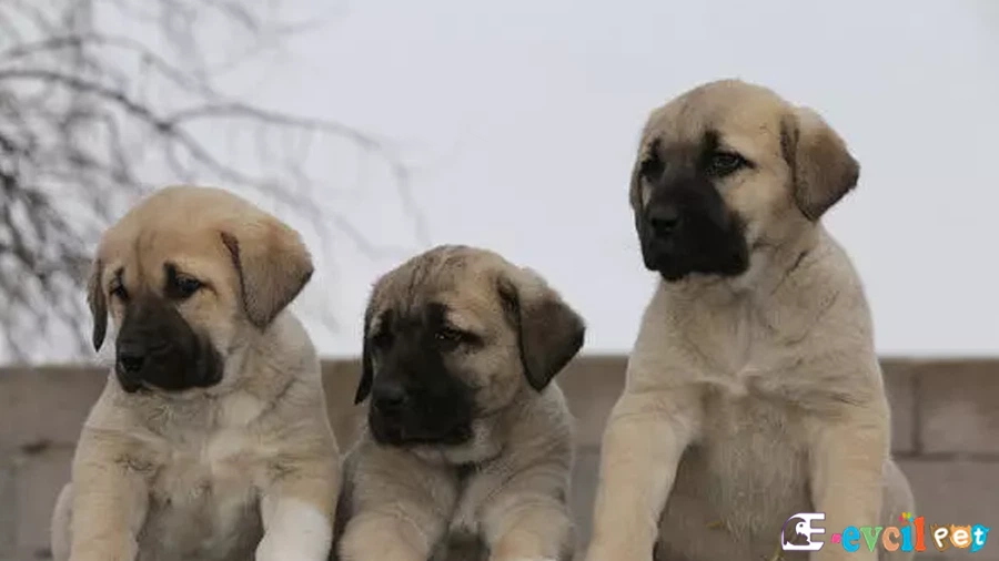 Aksaray Malaklısı Bakımı ve Beslenmesi