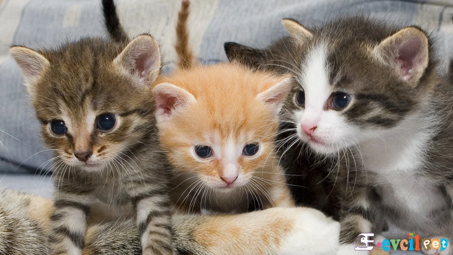 Domestic Shorthair Genetik Sağlık Sorunları