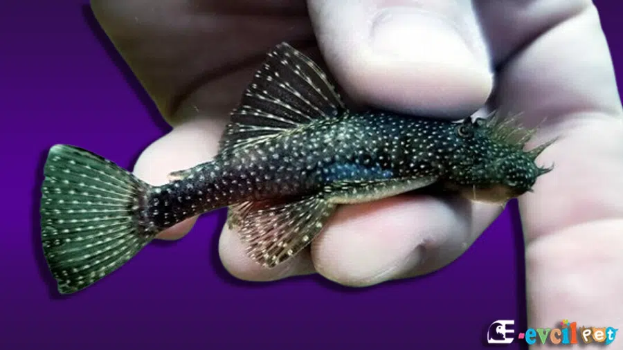 Cüce Vatoz (Ancistrus sp.)