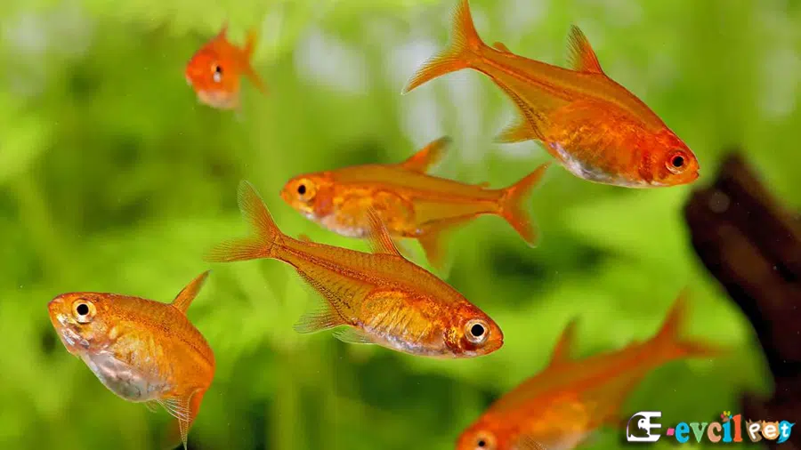 Ember Tetra (Hyphessobrycon amandae) Akvaryumu