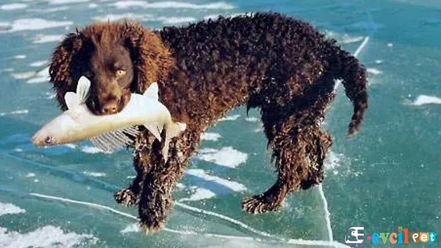 Amerikan Water Spaniel Amerikan Water Spaniel Fiziksel Özellikleri