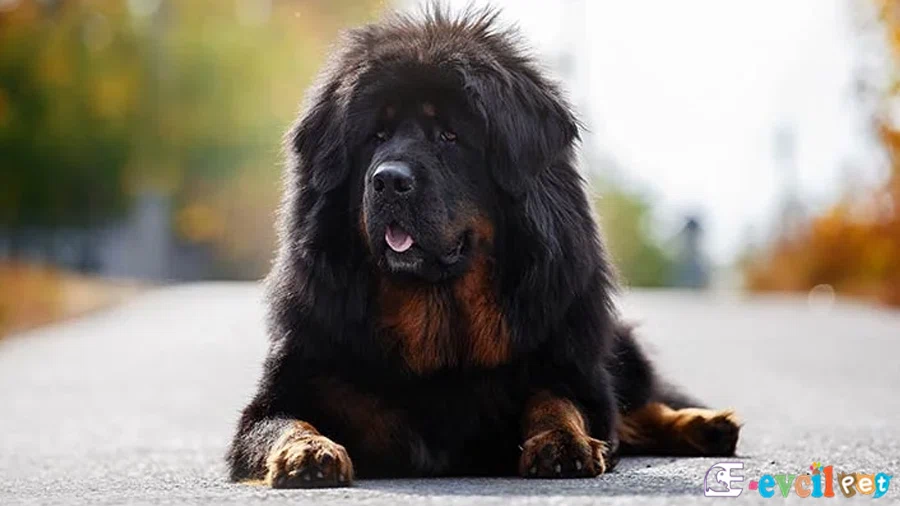 Tibet Mastifi (Tibetan Mastiff) Tibet Mastifi Karakter Özellikleri