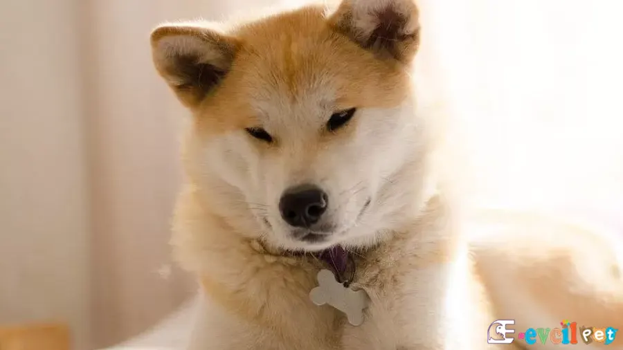 Akita inu Uyukluyor
