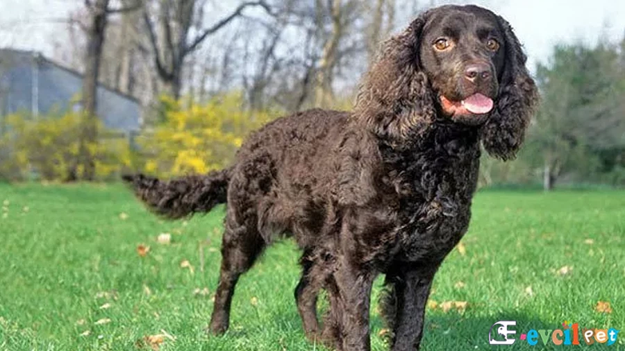 Amerikan Water Spaniel Amerikan Water Spaniel Bakımı ve Beslenmesi