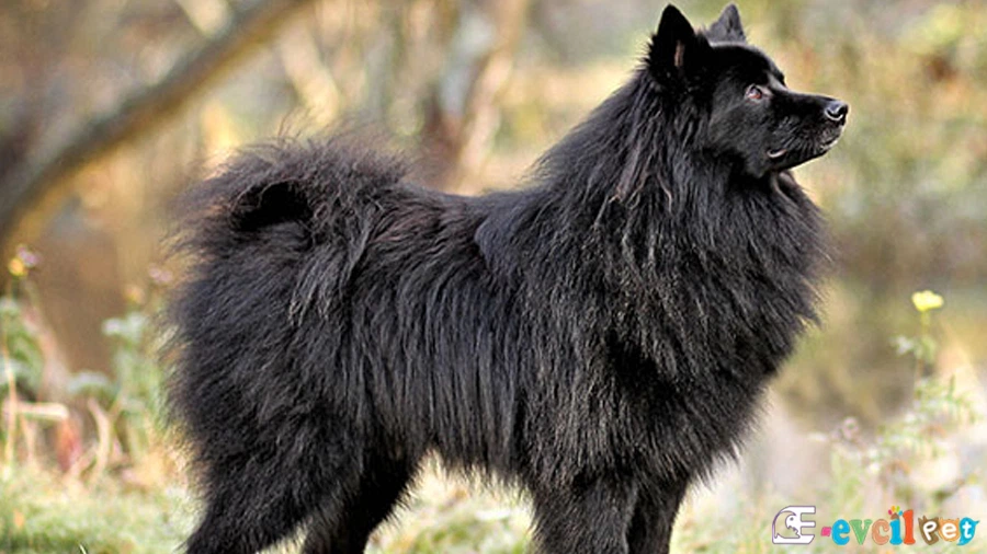 Alman Spitz Karakter Özellikleri (German Spitz)