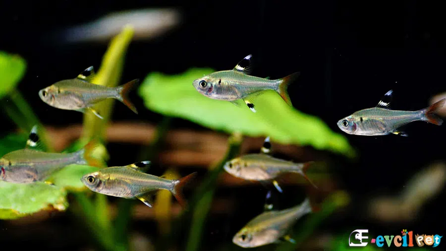 X-Işını (Pristella) Tetra