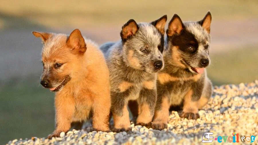 Avustralya Sığır Çoban Köpeği (Australian Cattle Dog) Avustralya Sığır Çoban Köpeği Genetik Sağlık Sorunları Hastalıkları