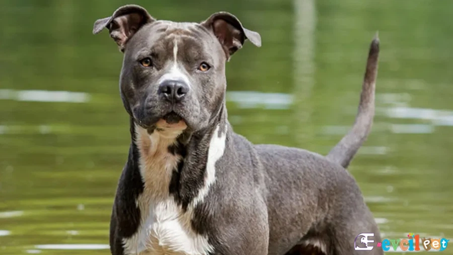 American Staffordshire Fiziksel Özellikleri (PitBull)