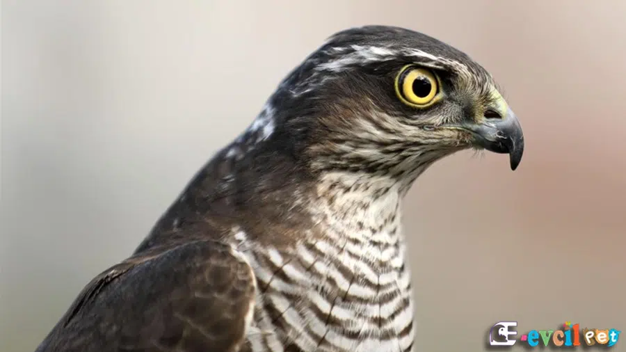 Atmaca (Accipiter nisus)