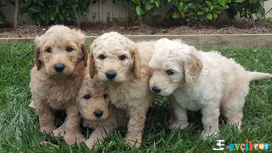 Goldendoodle Yavru Köpekler