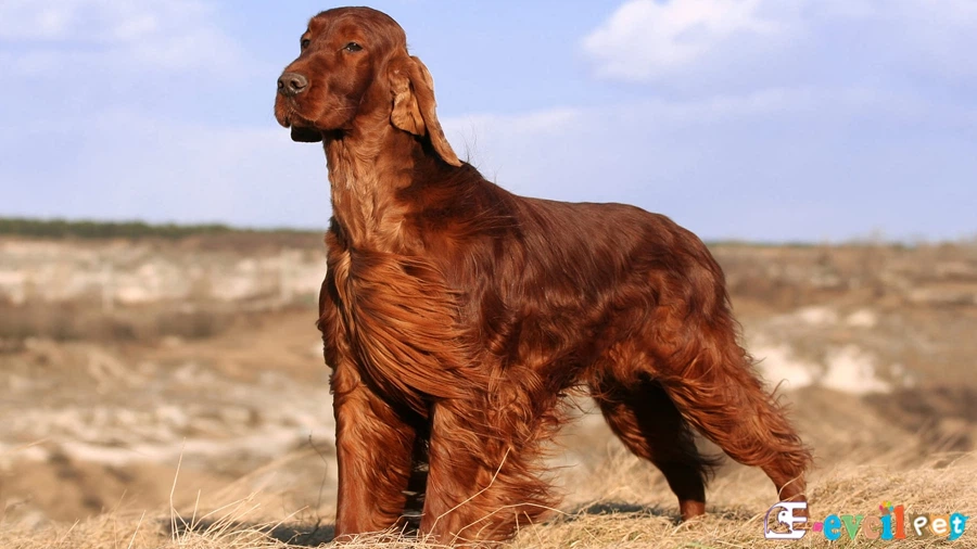 Irish Setter Fiziksel Özellikleri (İrlanda Seteri)