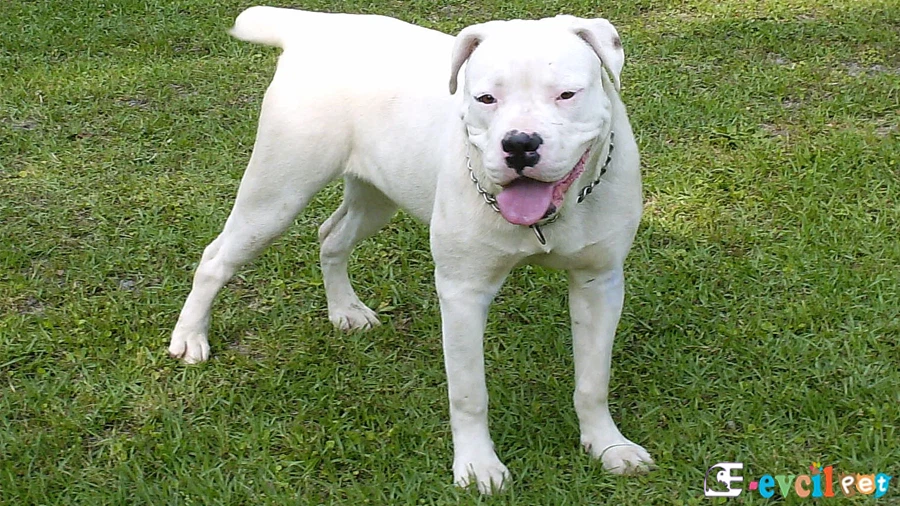 Alapaha Blue Blood Bulldog Bakımı ve Beslenmesi