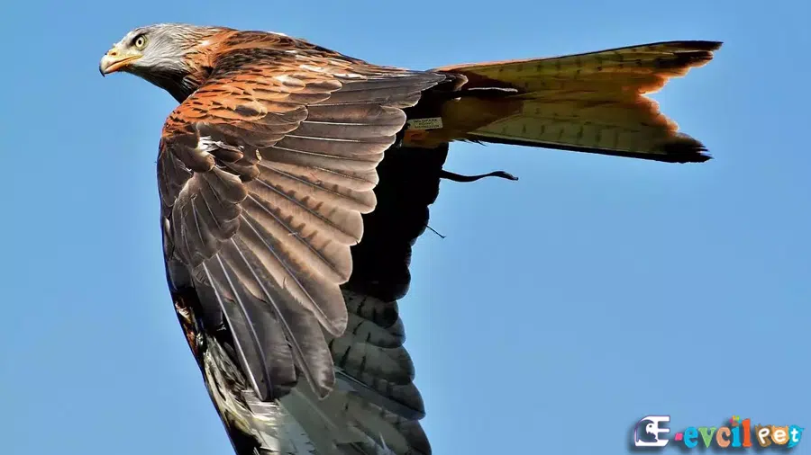 Kızıl Çaylak (Milvus milvus)