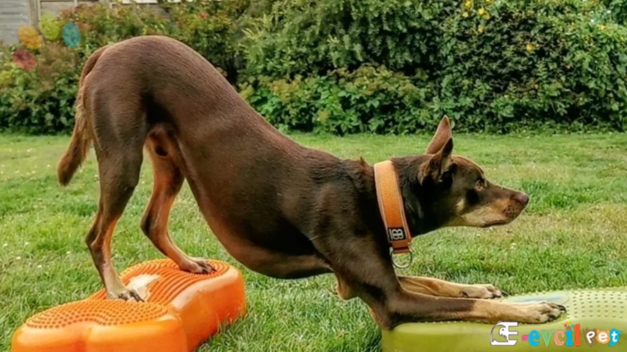 Köpeği güçlendirmek için ne yapmalı?