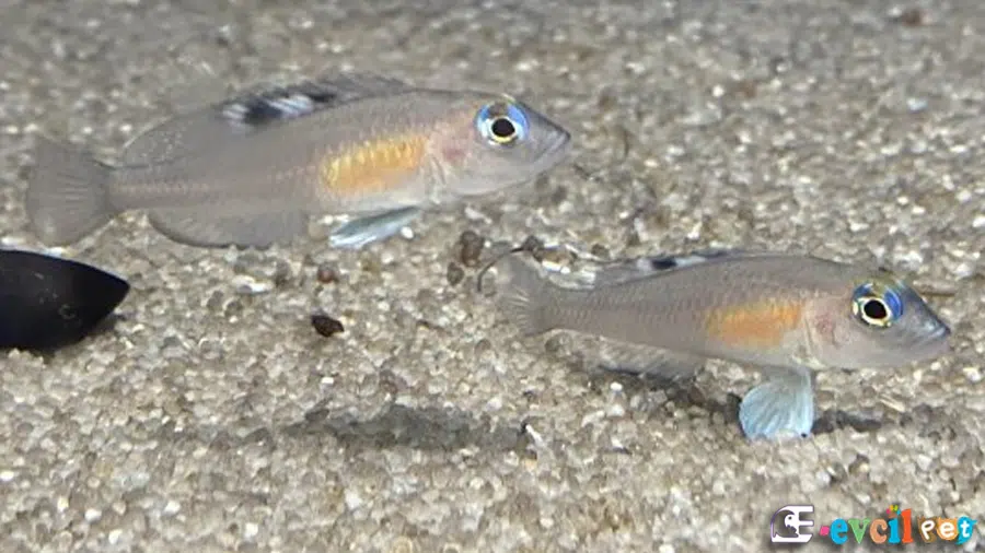 Lamprologus kungweensis Dişi ve Erkek
