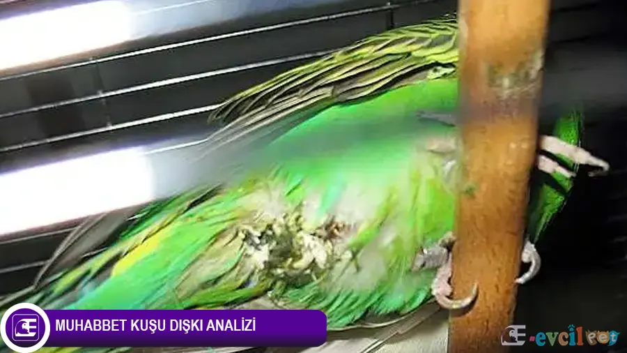 Muhabbet Kuşu Hasta Olduğunu Nasıl Anlarız