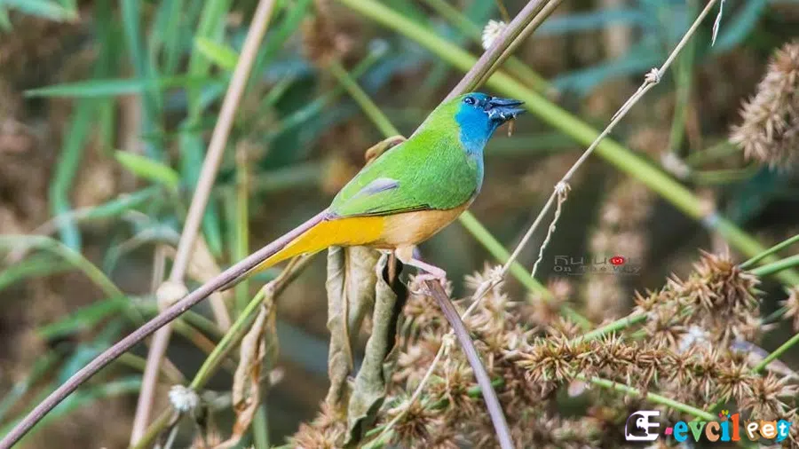 Parrot Finch (Papağan Finch) Doğal Yaşam Alanında