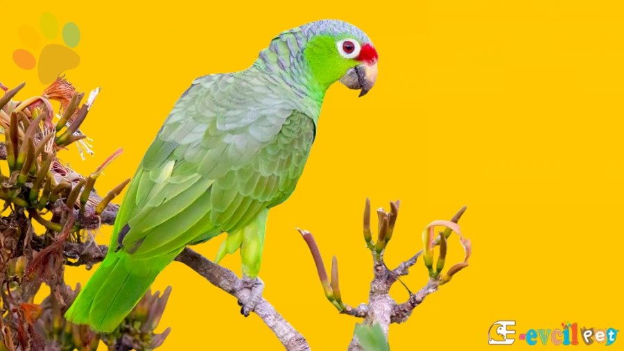 Amazon Papağanı Mutasyonları Türleri