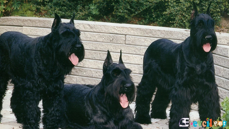 Giant Schnauzer Giant Schnauzer Karakter Özellikleri