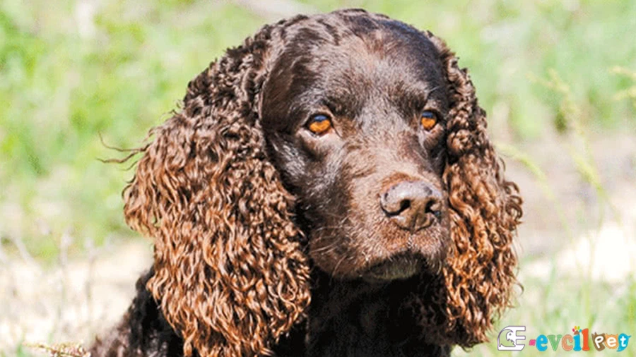 Amerikan Water Spaniel Amerikan Water Spaniel Temel Eğitimi ve Tuvalet Eğitimi