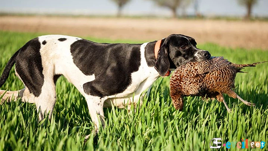 English Pointer English Pointer Temel Eğitimi ve Tuvalet Eğitimi