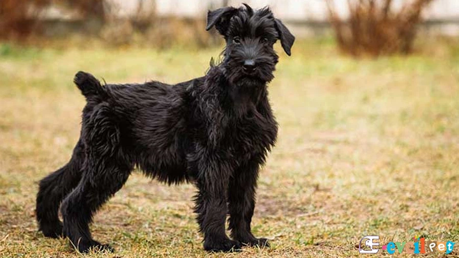 Giant Schnauzer Giant Schnauzer Fiziksel Özellikleri