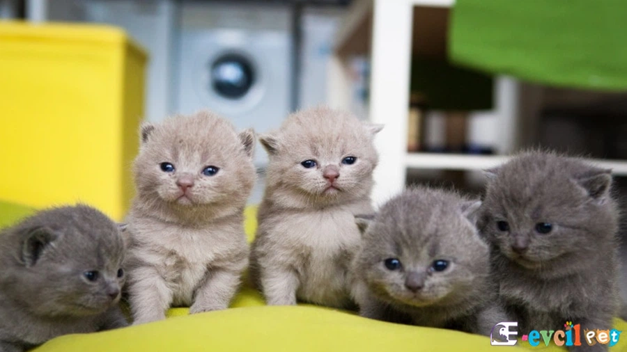 Chartreux Genetik Sağlık Sorunları