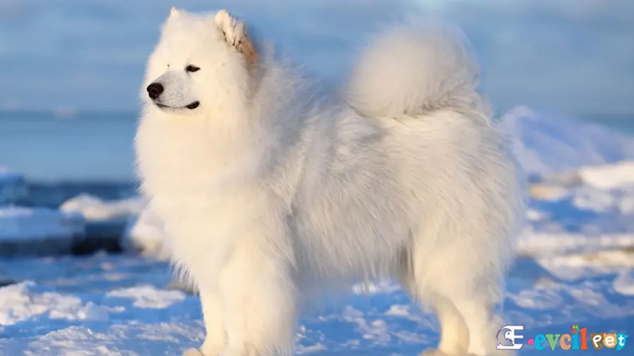 Samoyed Samoyed Fiziksel Özellikleri