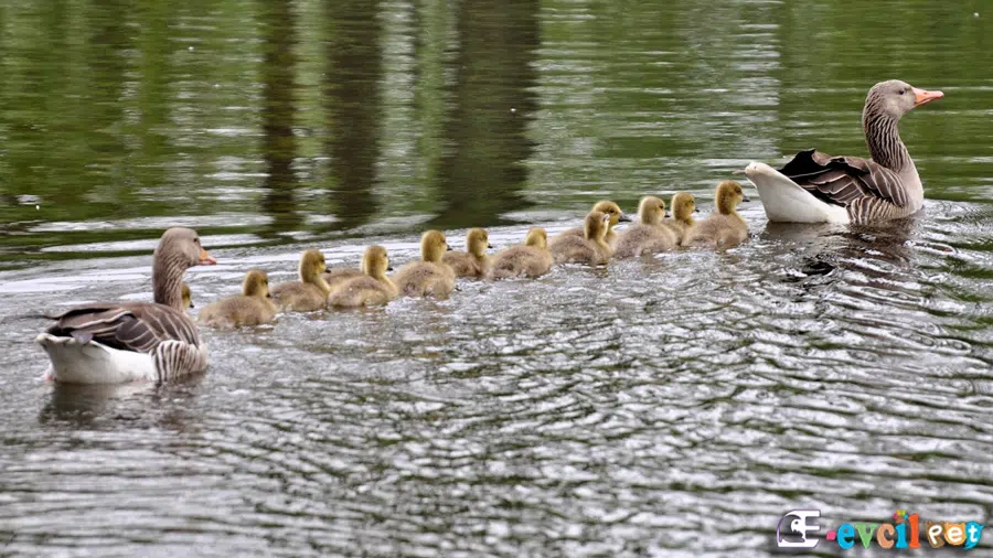 Yaban kazı, Boz Kaz ve yarvuralı 