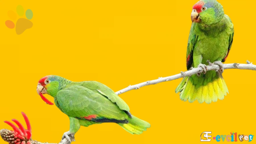 Amazon Papağanı Karakter Özellikleri