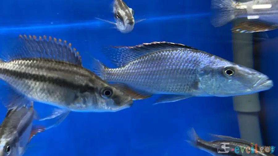 Dimidiochromis compressiceps (Yaprak Cichlid) Eş