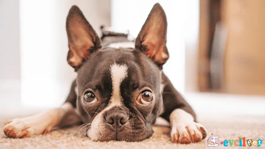 Boston Terrier Boston Terrier Temel Eğitimi ve Tuvalet Eğitimi