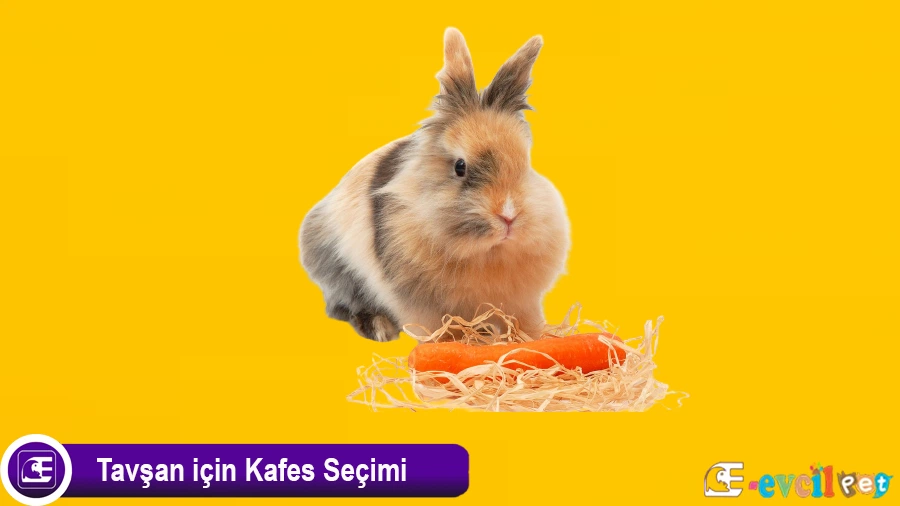 Tavşan Beslenmesi