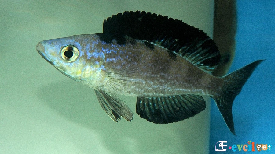 Cyprichromis Microlepidotus