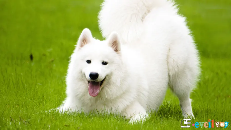 Samoyed Samoyed Temel Eğitimi ve Tuvalet Eğitimi