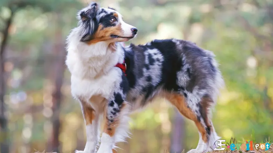 Avustralya Çoban (Australian Shepherd) Köpeği Avustralya Çoban (Australian Shepherd Karakter Özellikleri)