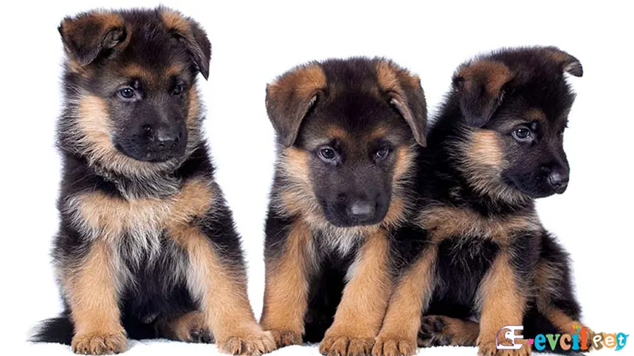 Alman çoban Köpeği Alman Kurdu Karakter Özellikleri