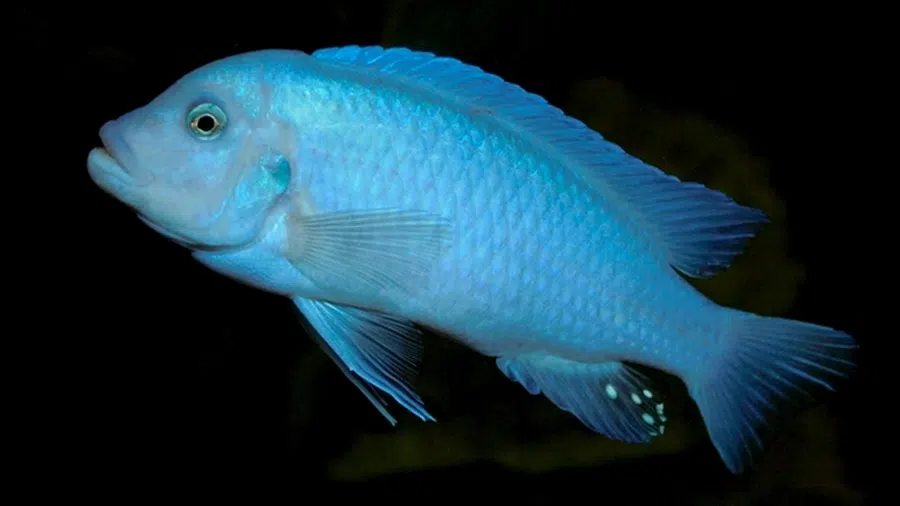 Maylandia callainos (Kobalt Mavisi Cichlid) Erkek