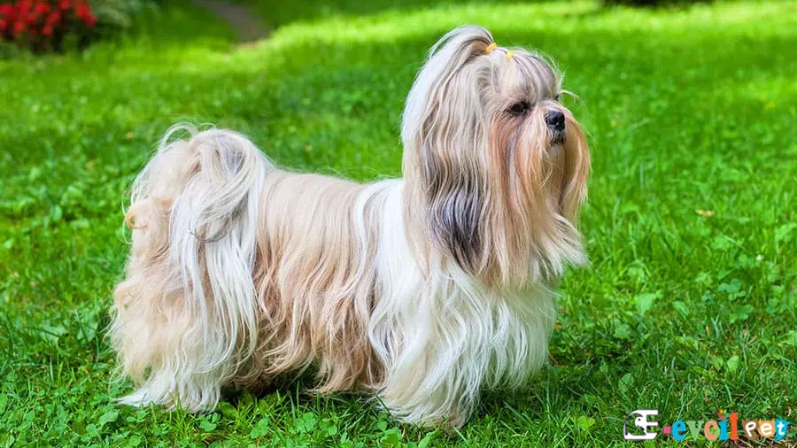 Shih Tzu Bakımı ve Beslenmesi