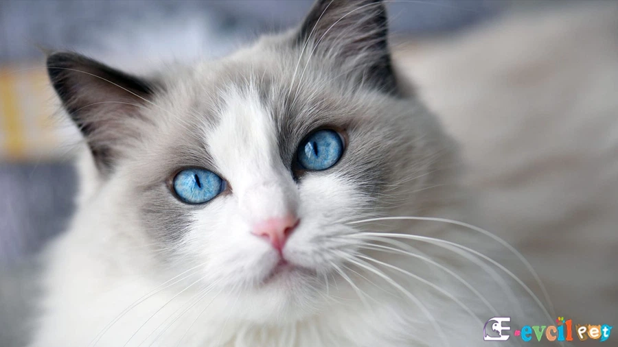 Ragdoll Kedisi