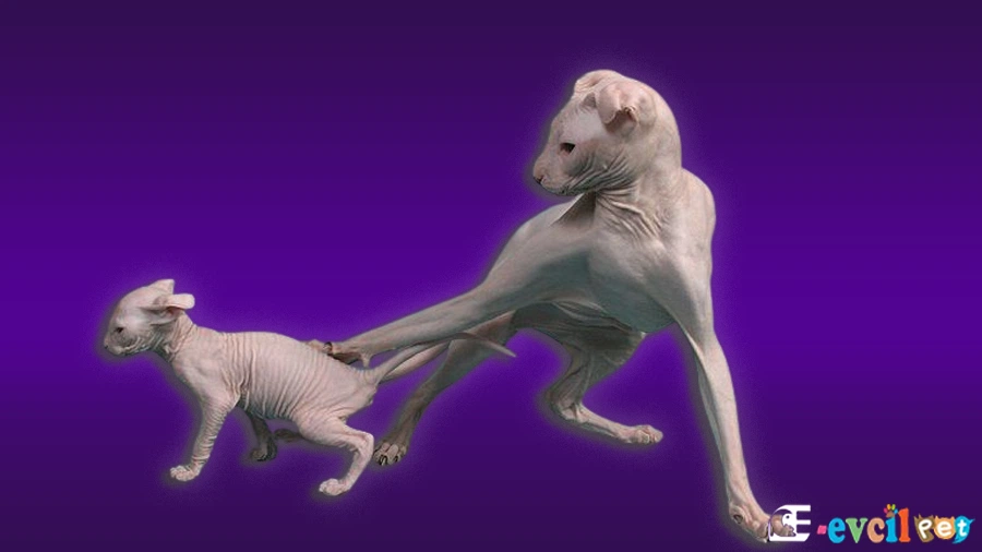 Ukraynalı Levkoy Kedisi