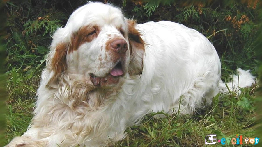 Clumber Spaniel Temel Eğitimi ve Tuvalet Eğitimi