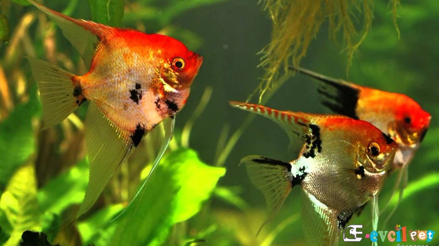 Pterophyllum Scalare (Melek Balığı)