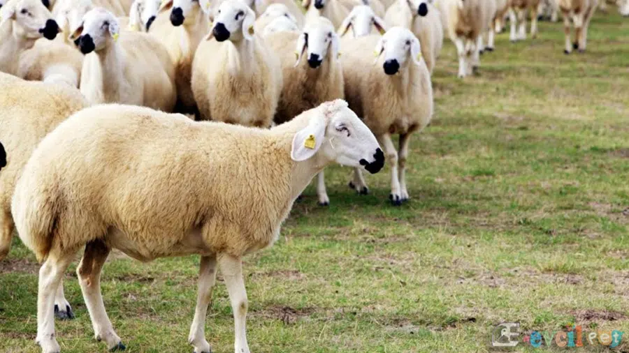 Kangal Akkaraman Koyun Sürüsü