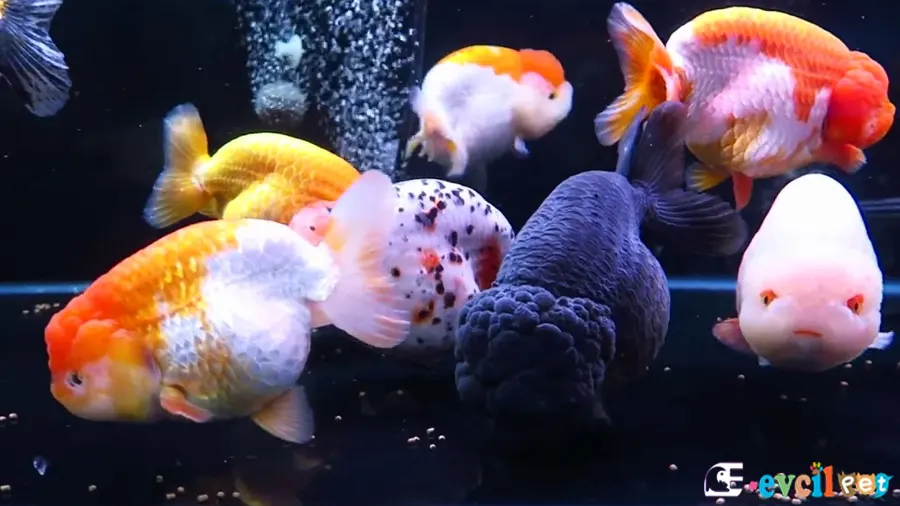 Ranchu Japon Balığı Ranchu Japon Balığı