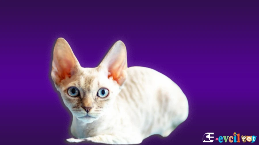 German Rex Kedi
